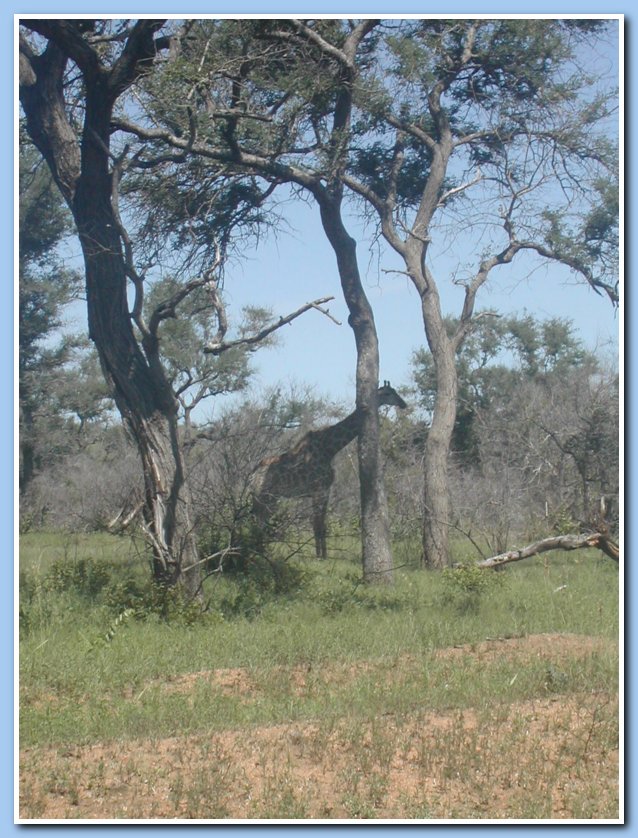 Giraffe hiding Kruger